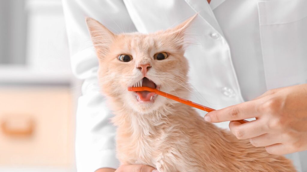 猫の口臭は歯磨きだけで解決する？歯肉炎・歯周病から考える猫のデンタルケア