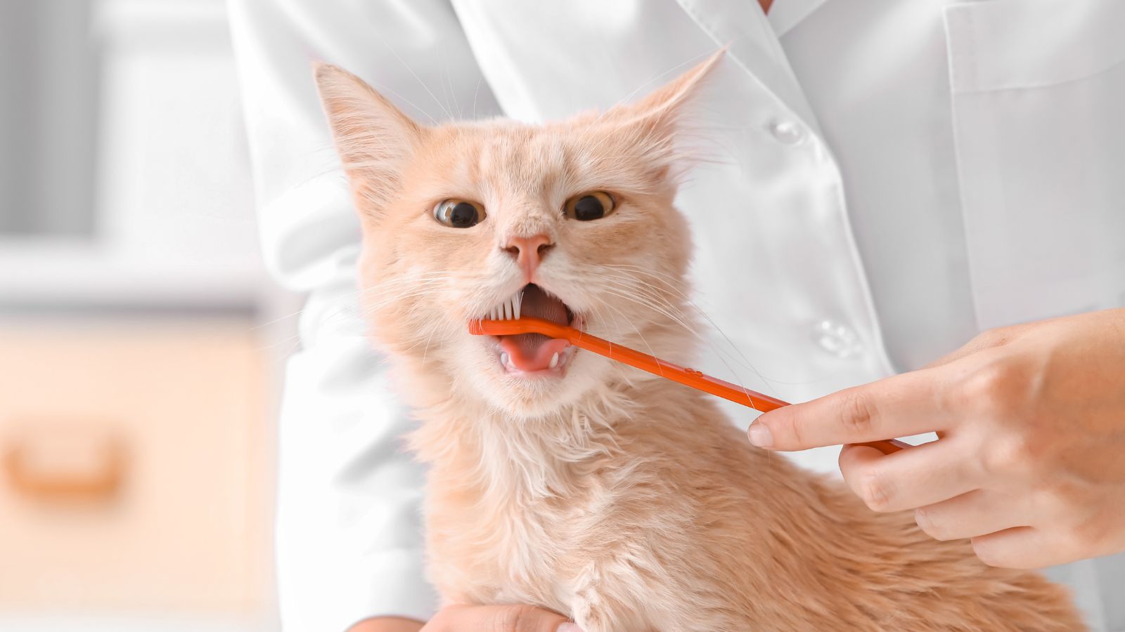 猫の歯磨きの手順