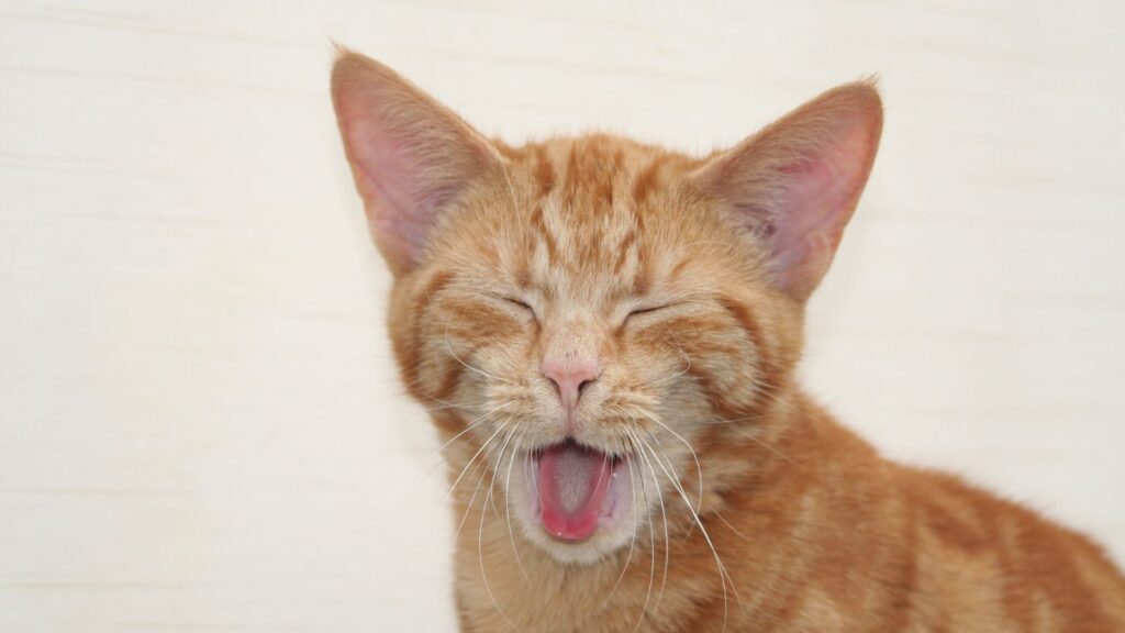 猫の口がうんこ臭い原因と対策について解説 | 【ペット専門家監修】食事と健康のはなし