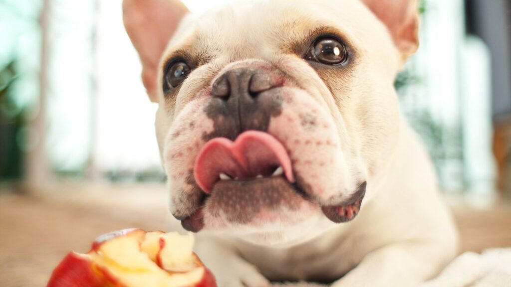 そもそも犬はりんごを食べられる？