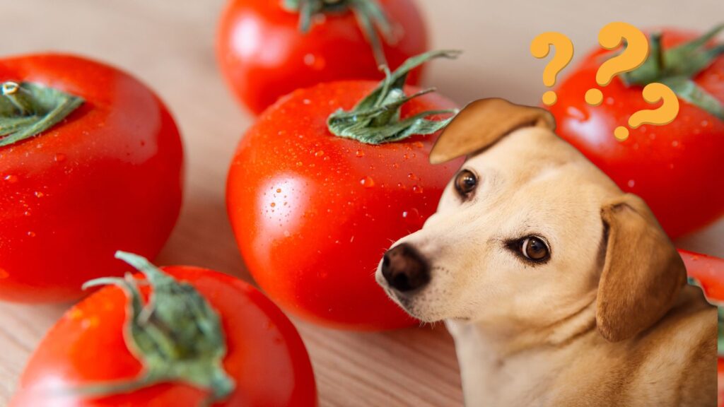 そもそも犬はトマトを食べられる？