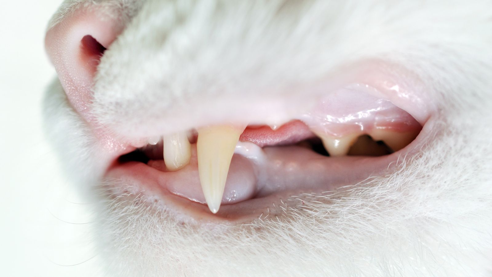 歯石がつきづらいキャットフードの特徴を管理栄養士が解説