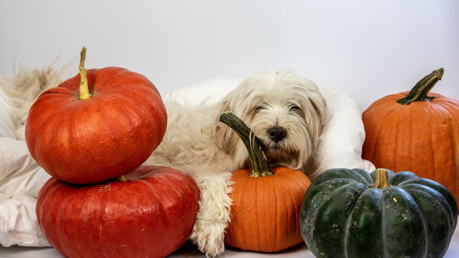 犬にかぼちゃを与えると下痢になる!?栄養学的にペット栄養管理士が解説