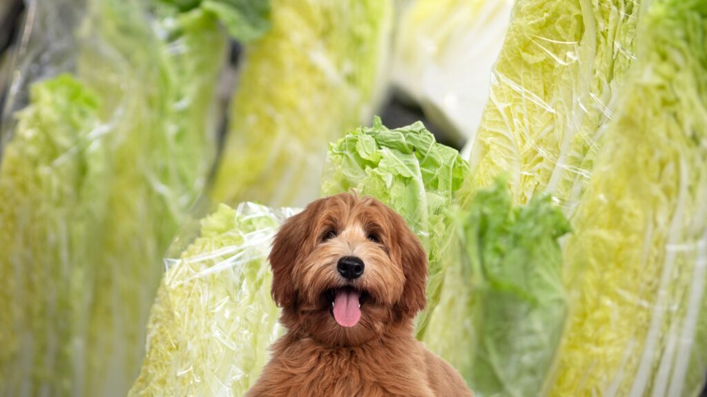犬に白菜を与える際の注意点