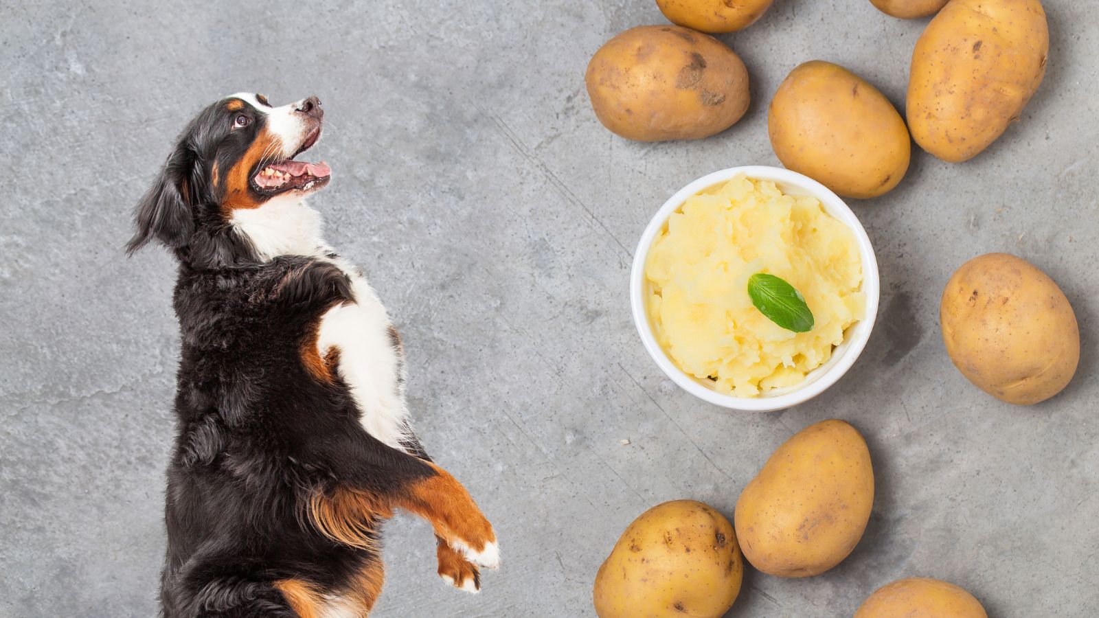 犬の下痢にじゃがいもが効果的!?栄養学的にペット栄養管理士が解説