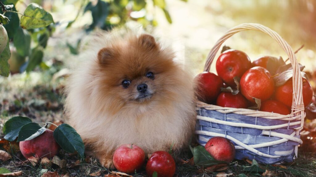 犬の下痢にりんごは効果的？