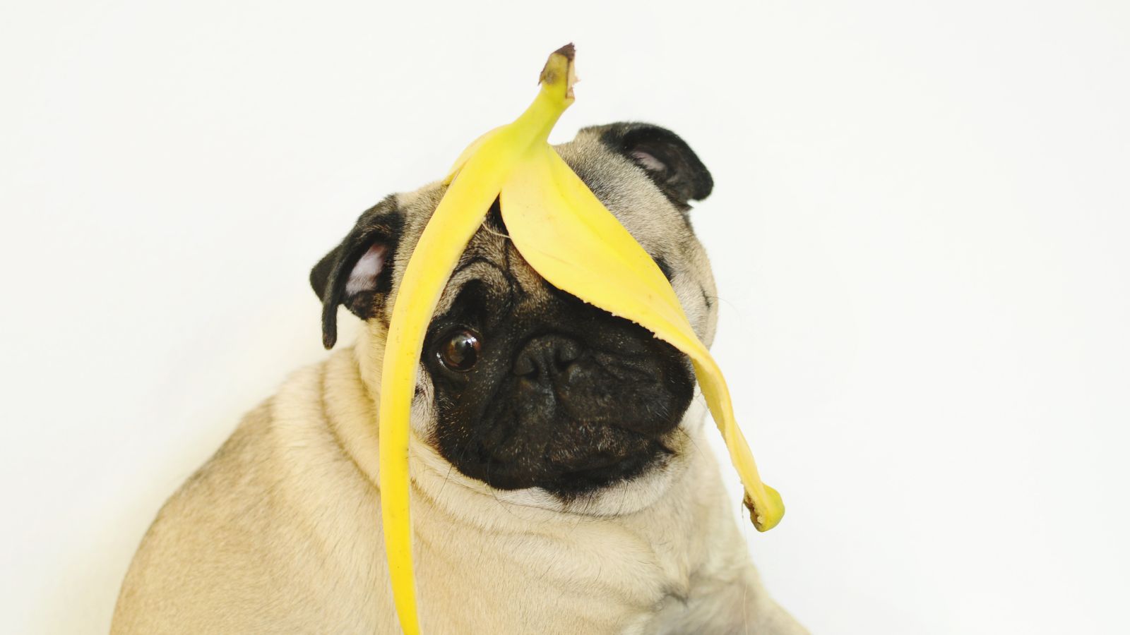 犬の下痢にバナナが効果的!?栄養学的にペット栄養管理士が解説