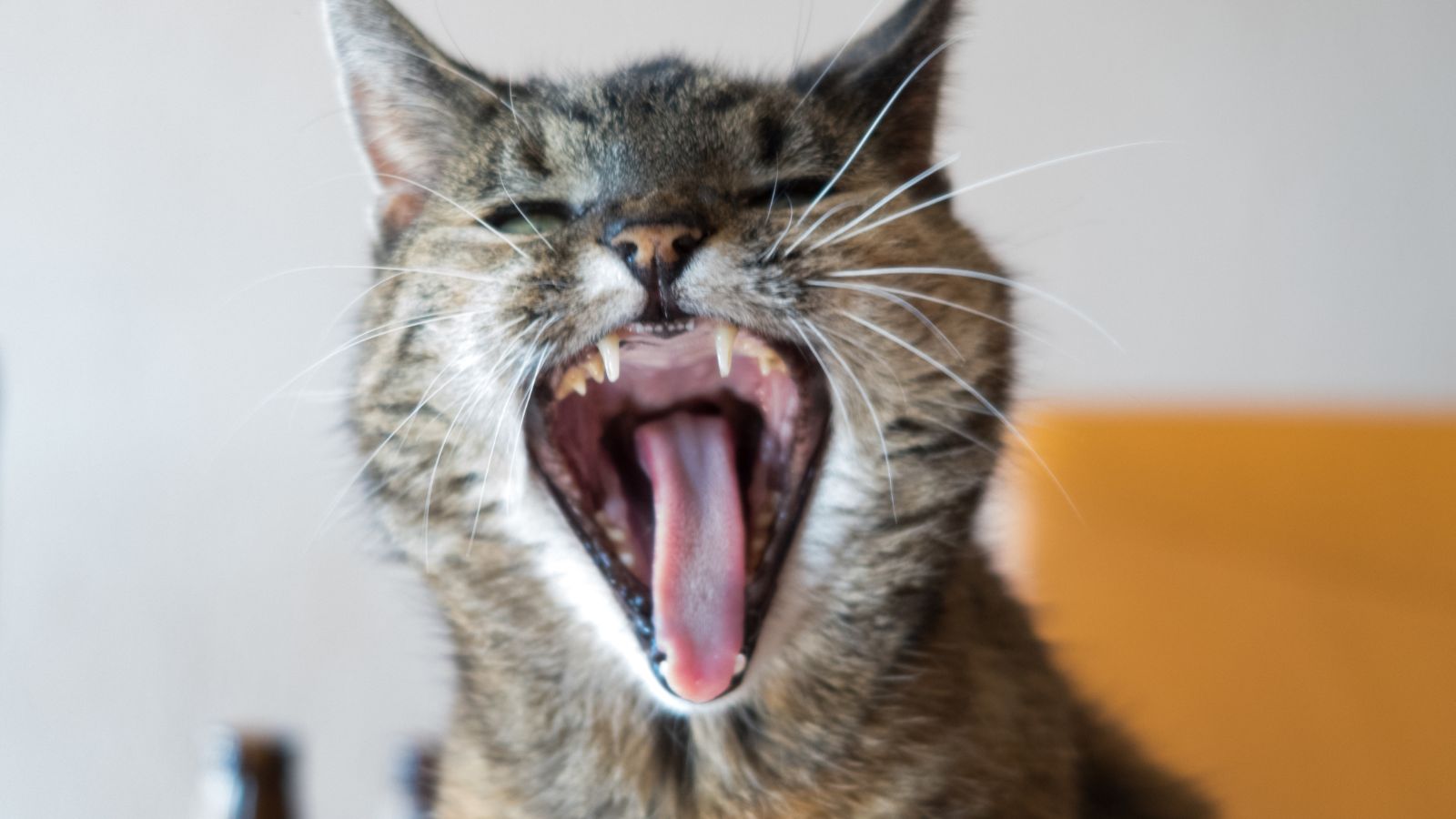 猫の口がうんこ臭い原因と対策について解説