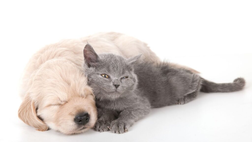 犬猫の下痢症状に対するビオフェルミンの効果を薬剤師が解説