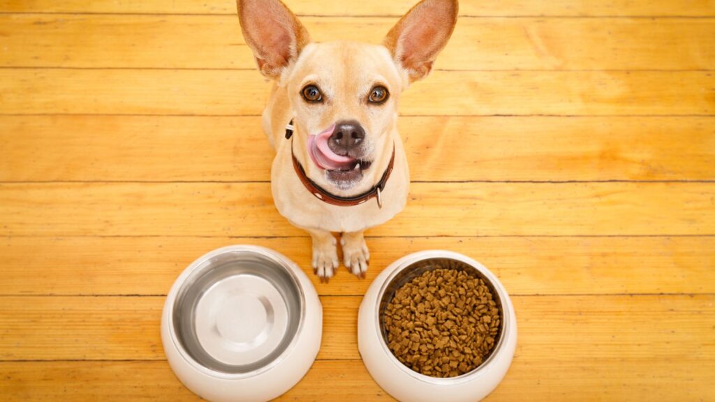 犬のダイエットの方法