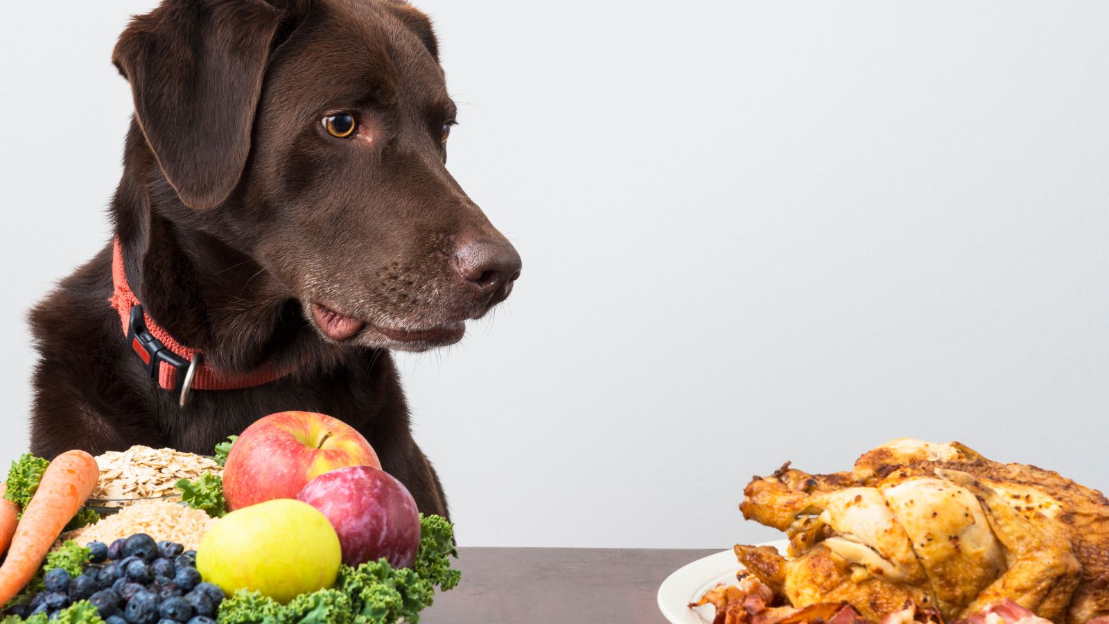 犬の効果的なダイエットの方法と注意点は？犬の栄養管理士が解説