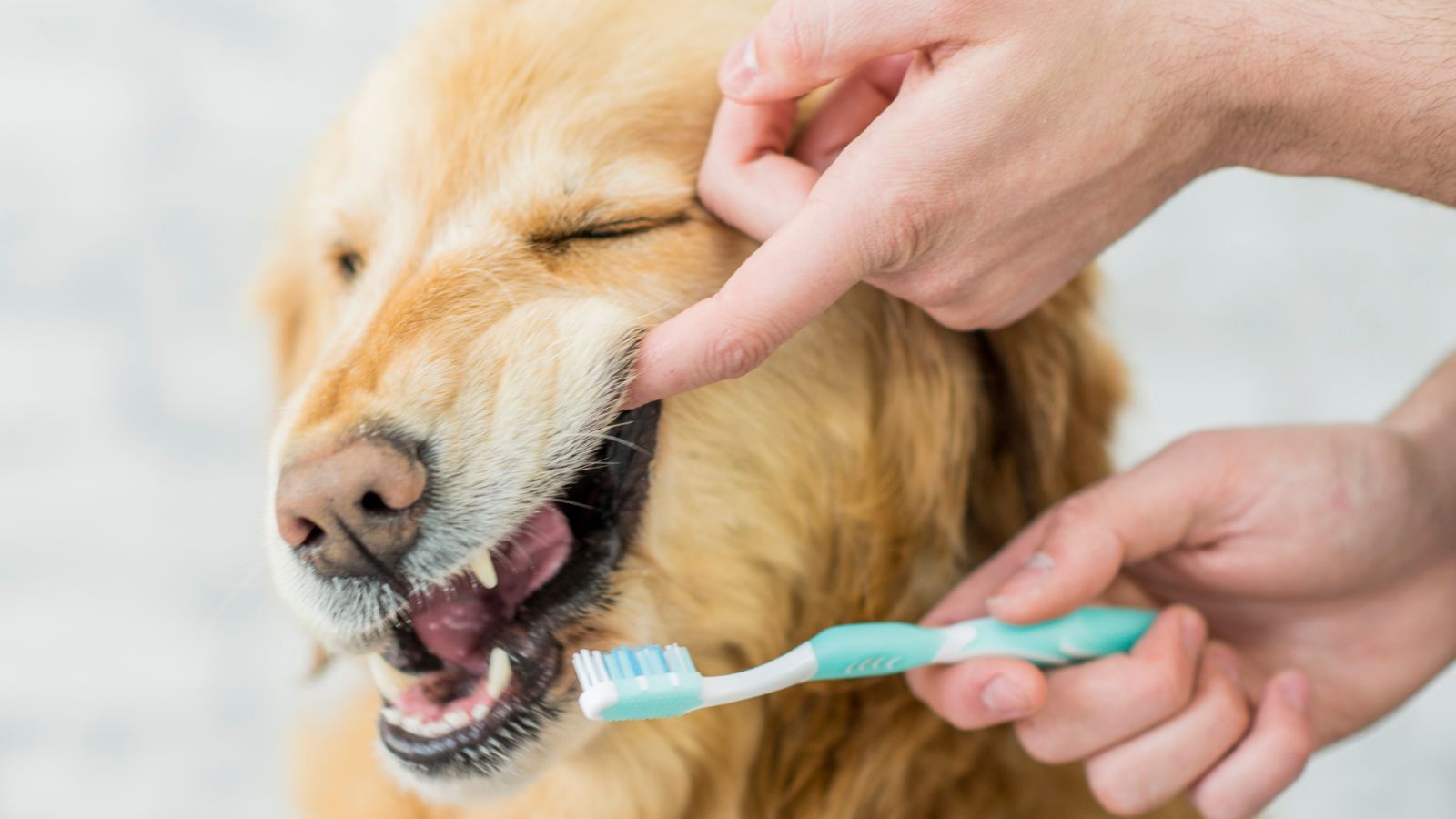 犬の歯磨きは裏側も大切!?その重要性と歯磨き方法を解説