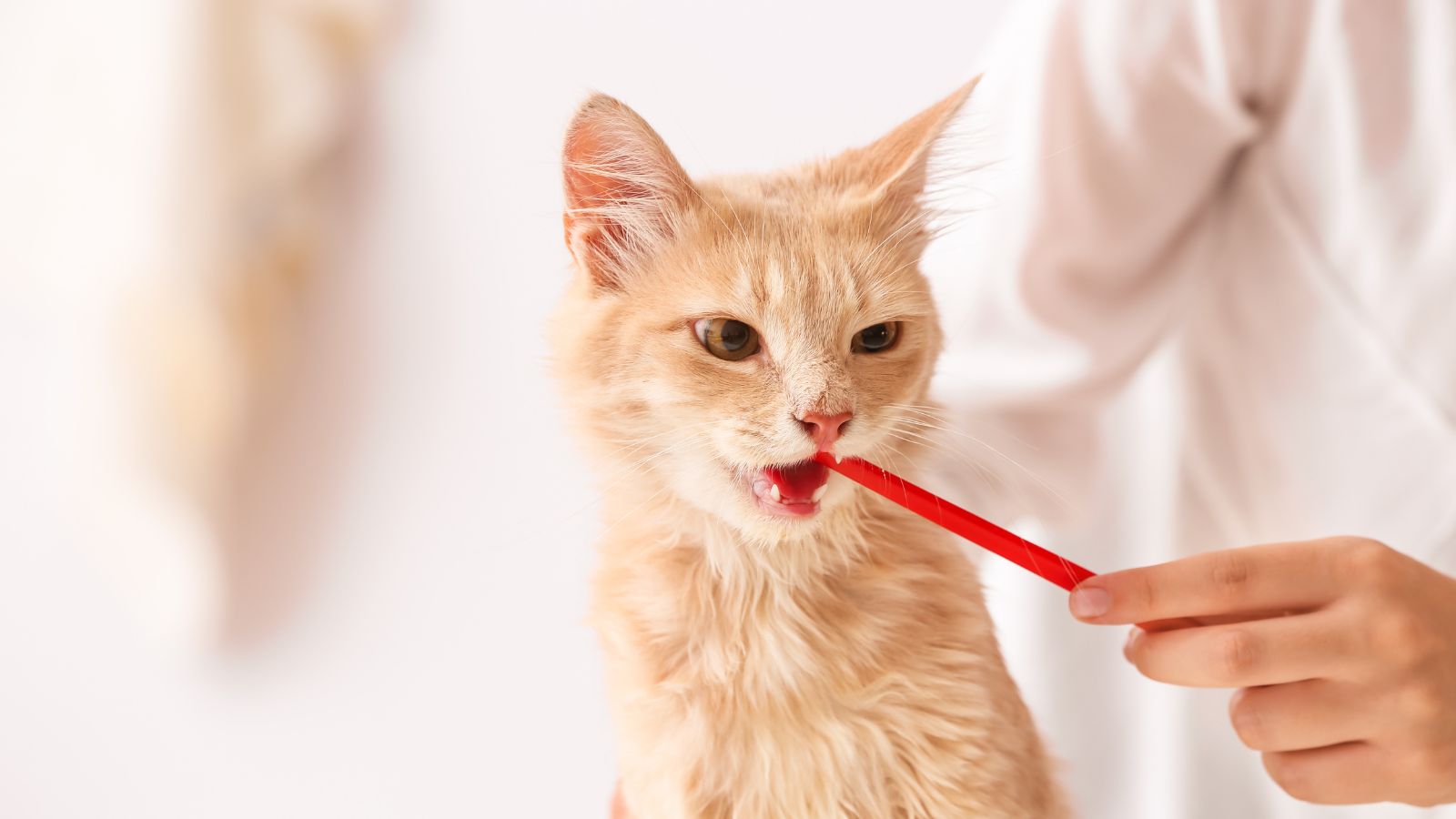 猫の口腔ケアにおける奥歯の歯磨きの重要性と方法