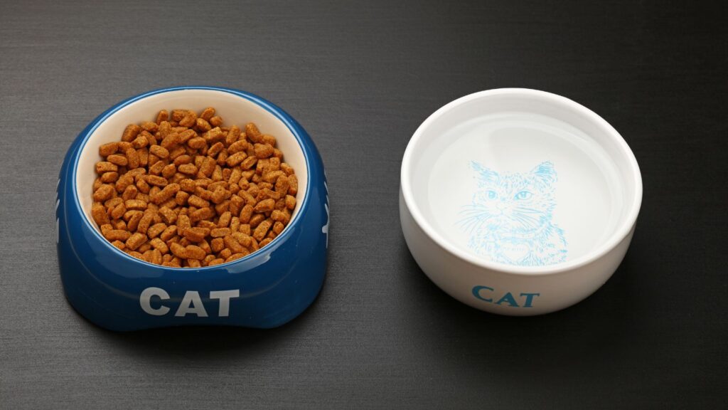 猫がご飯を食べない場合の対処方法