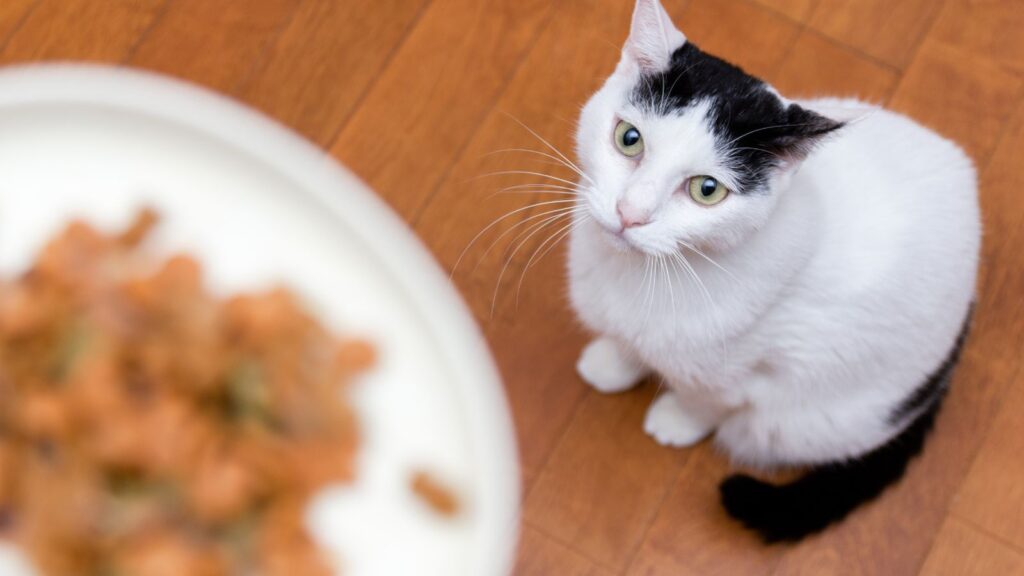 猫がご飯を食べない理由