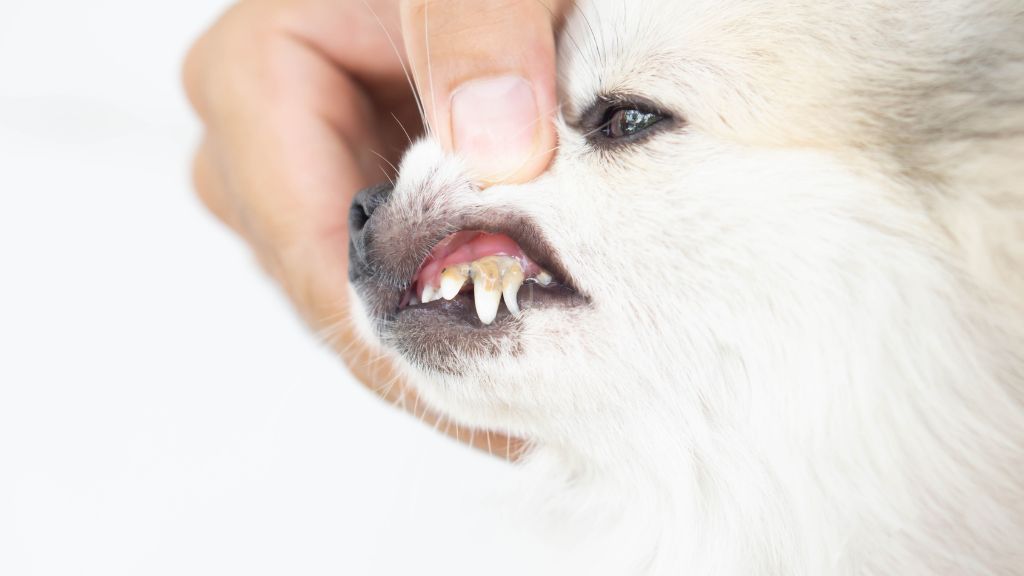 犬の歯石ケア