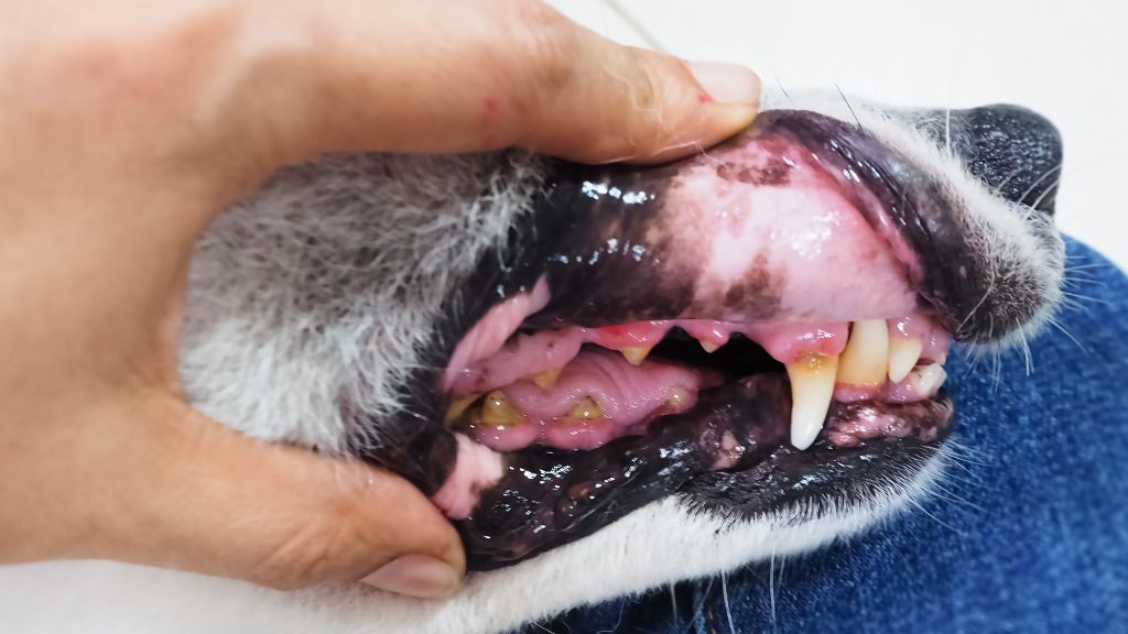 犬 歯周病 重度 老犬