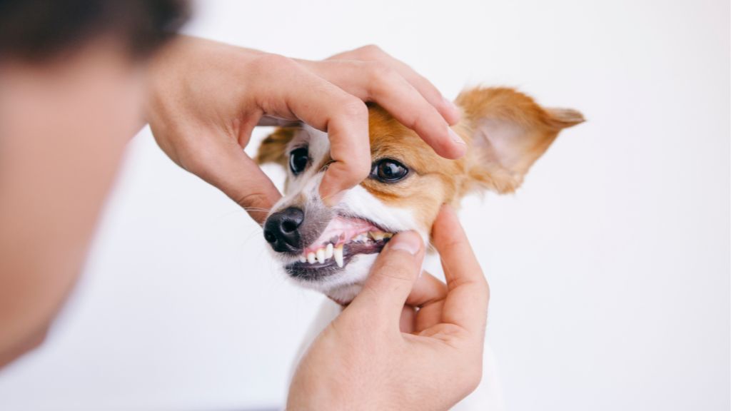 犬の歯周病の悪化