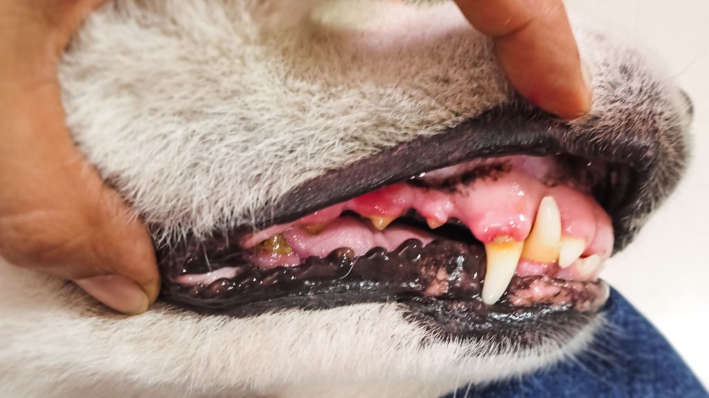 犬の歯茎の腫れた時に考えられる原因と応急処置