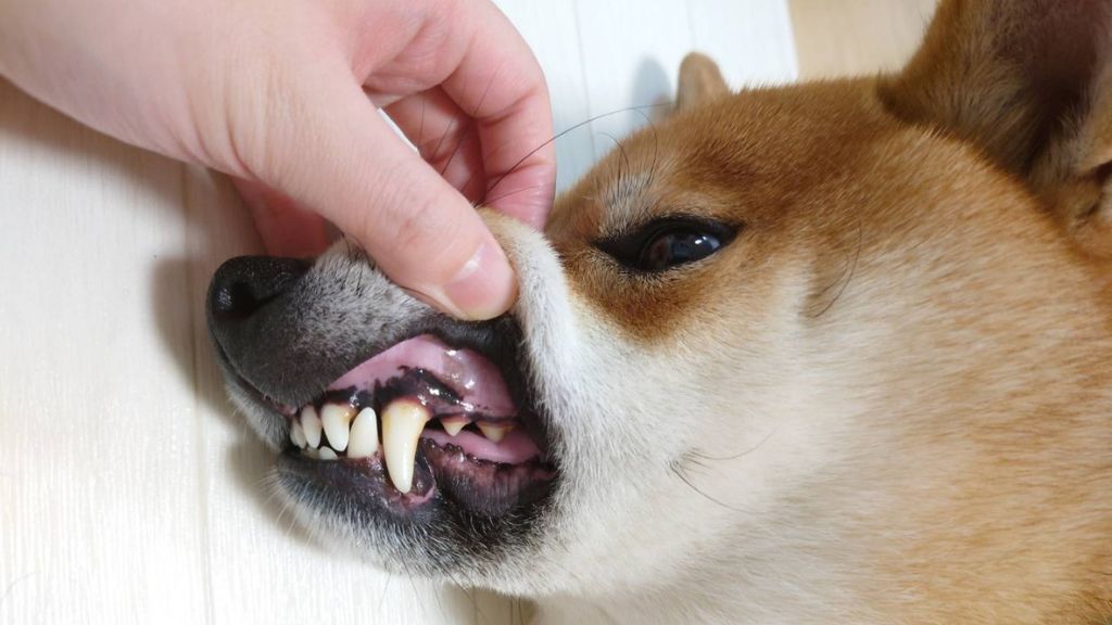 老犬の重度な歯周病