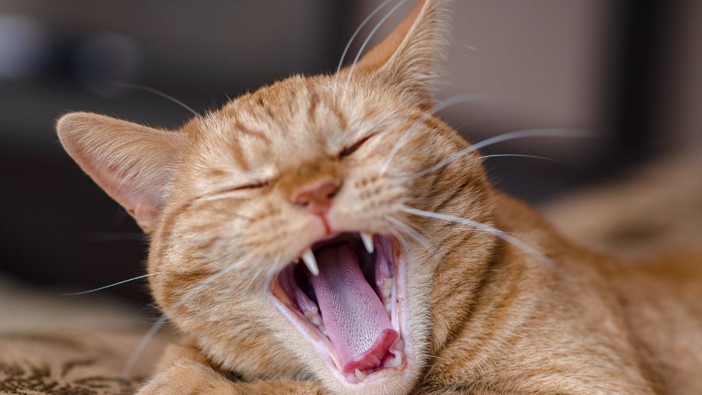 猫 歯周炎 感染