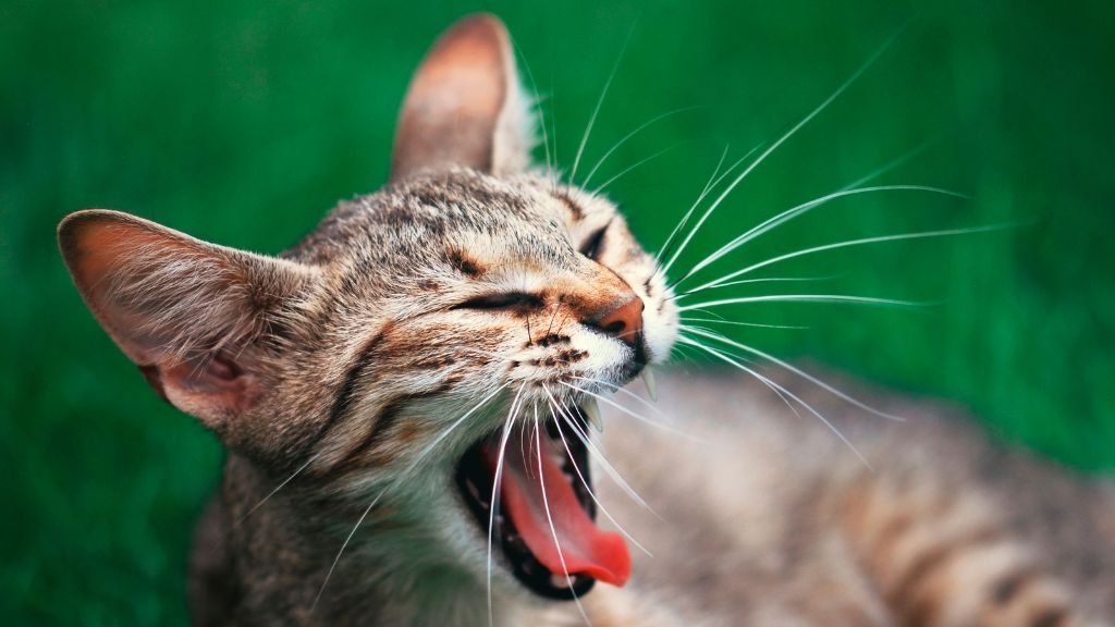 猫の口臭の主な原因