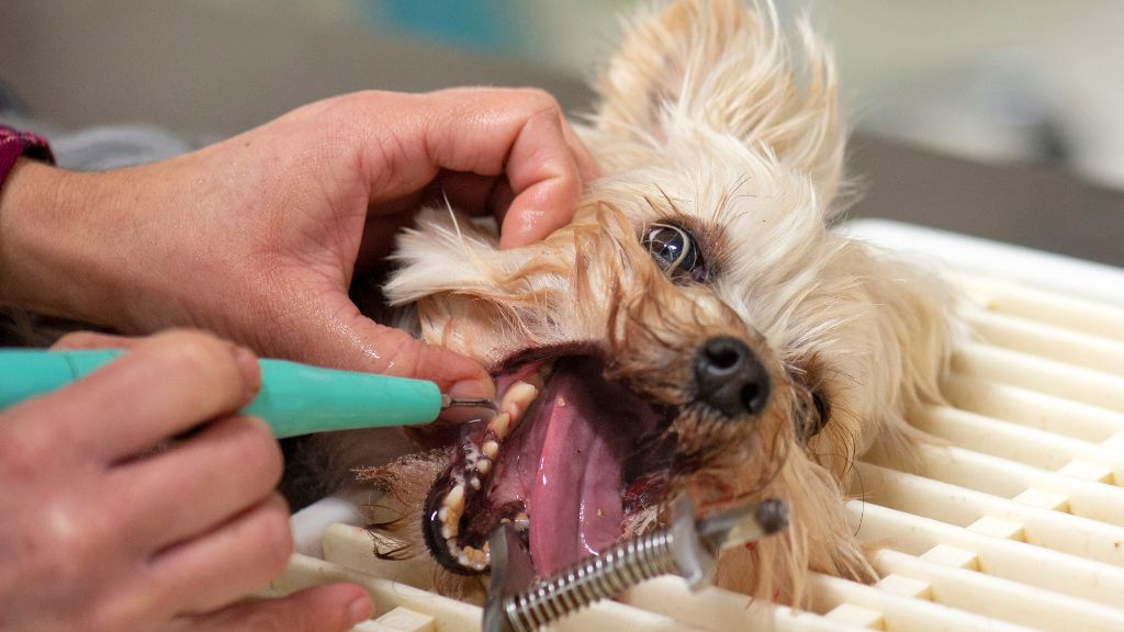 犬の歯石取りの頻度