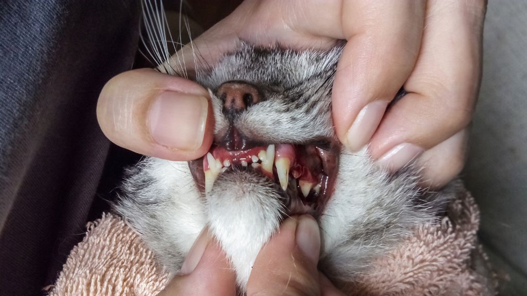 猫 歯周炎 感染