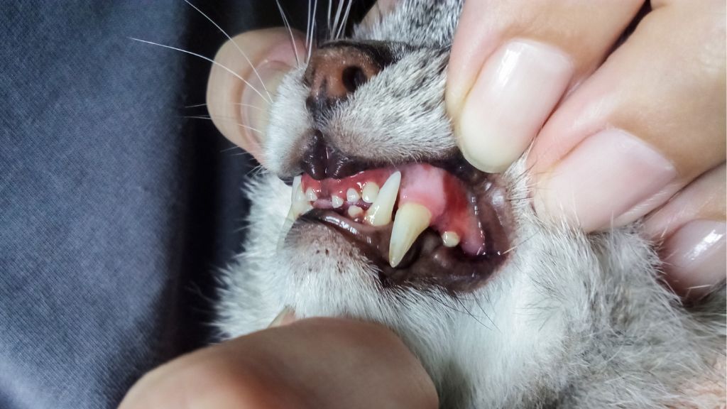 猫の歯周炎とは