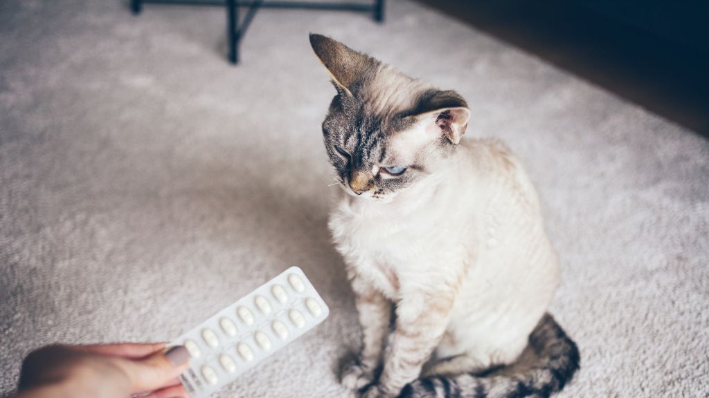 猫に錠剤を飲ませる際の基本的な考慮事項