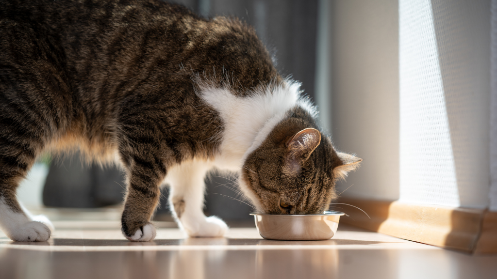 猫の腸内環境を意識した食事
