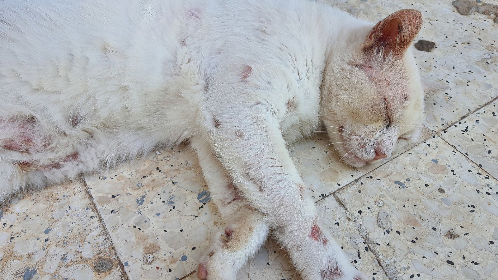 猫 アレルギー