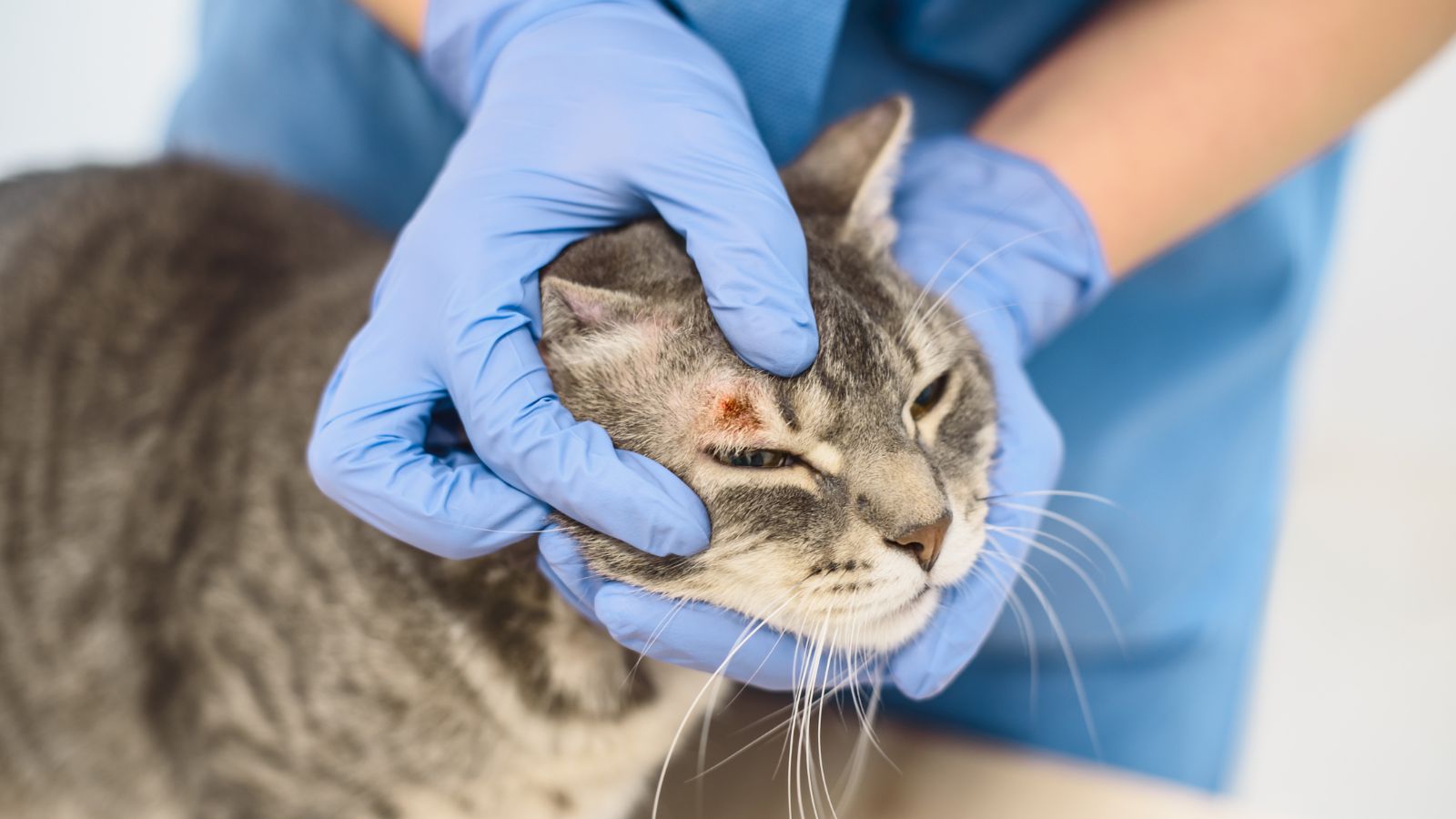 カビによる猫の皮膚病の原因と症状