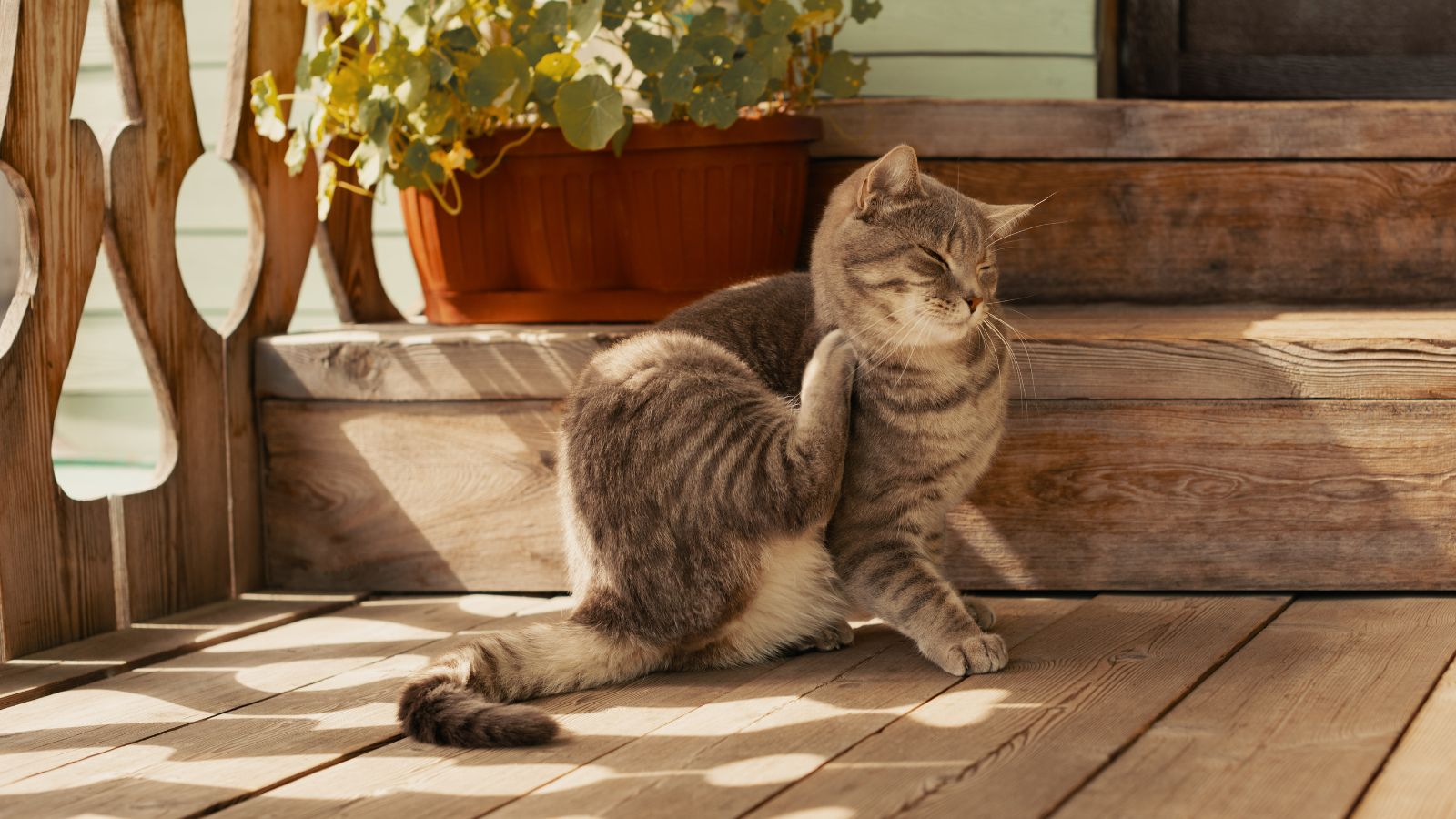 愛猫のアトピー性皮膚炎を予防・管理する方法