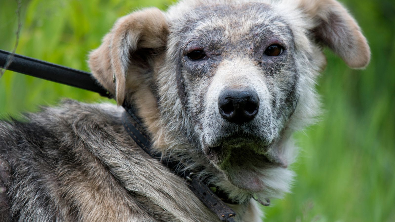 犬のニキビダニ症状と対策：健康な皮膚を取り戻す方法