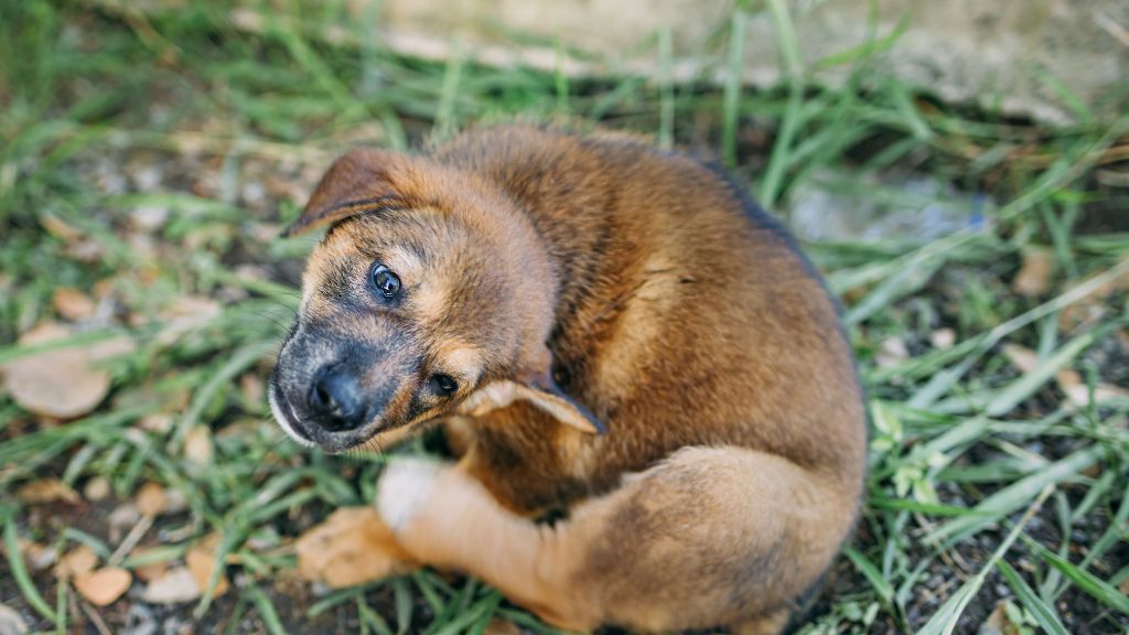 犬 皮膚 痒み 