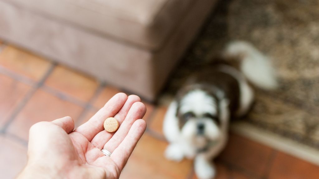 犬の痒みにサプリなど効果的な応急処置