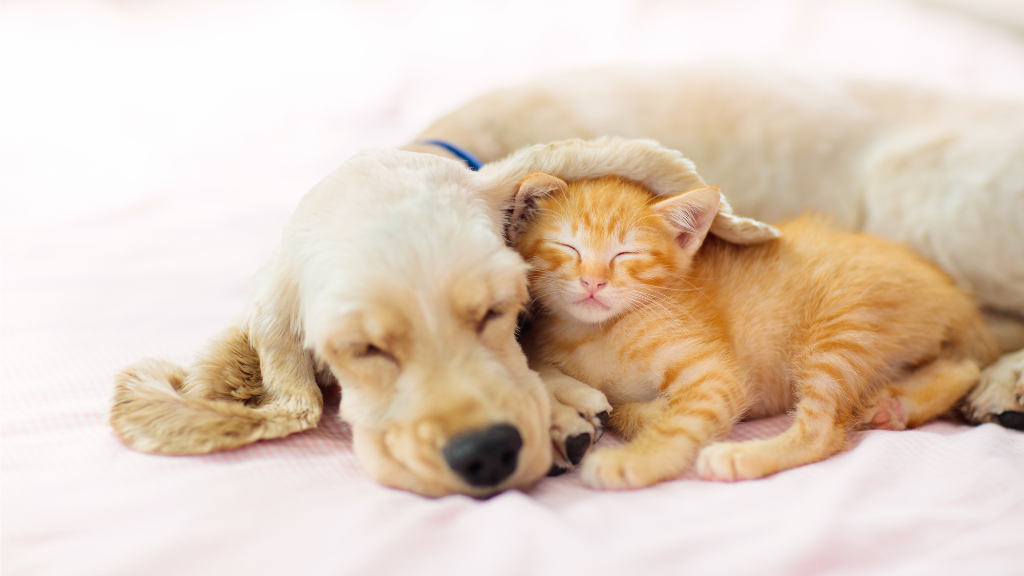愛犬・愛猫の口腔ケアを、もっと身近に。いつものごはんに“削りたて”をプラスする、topet「お口のふりかけ」でつくる毎日のケア習慣