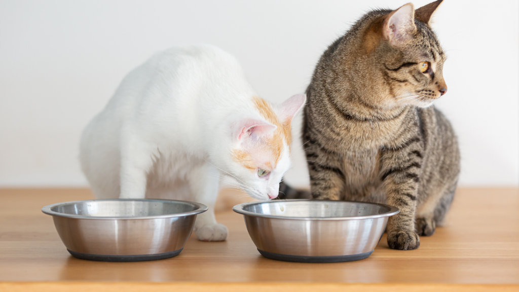 猫がカリカリを丸飲み!噛まない理由とお口のケア方法