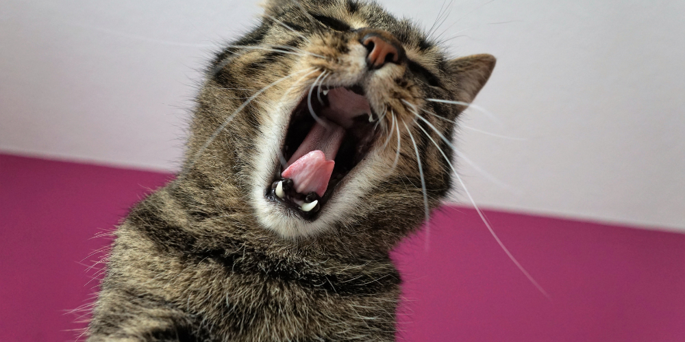 猫の口臭は歯磨きだけで解決する?歯肉炎・歯周病から考える猫のデンタルケア