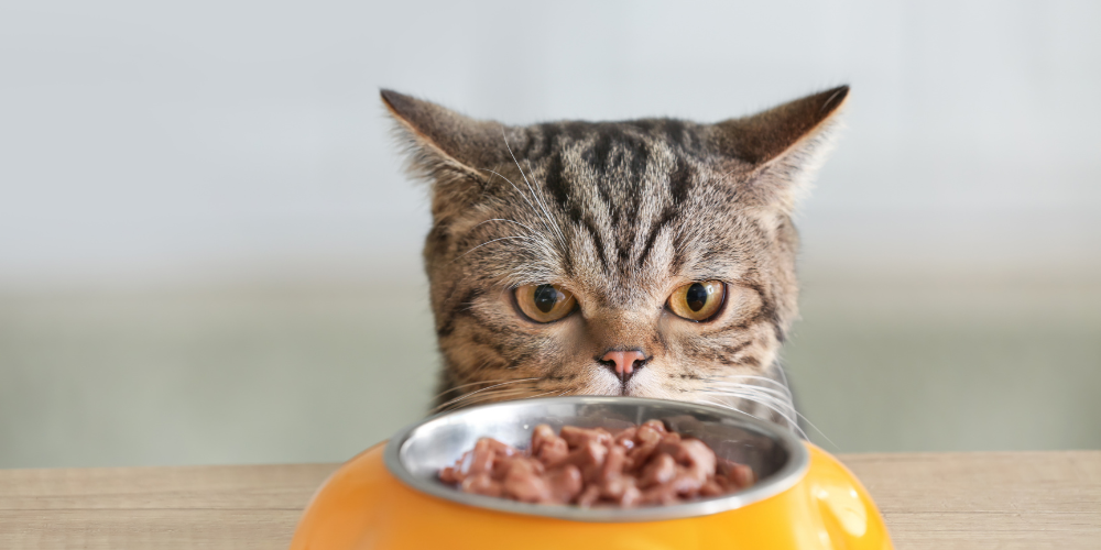 愛猫の“気になる変化”から始める、『ふりかけ』ヘルスケア完全ガイド——続けられるケアで、毎日の健康習慣をつくる