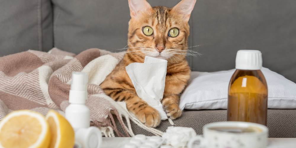 愛猫の“気になる変化”から始める、『ふりかけ』ヘルスケア完全ガイド——続けられるケアで、毎日の健康習慣をつくる