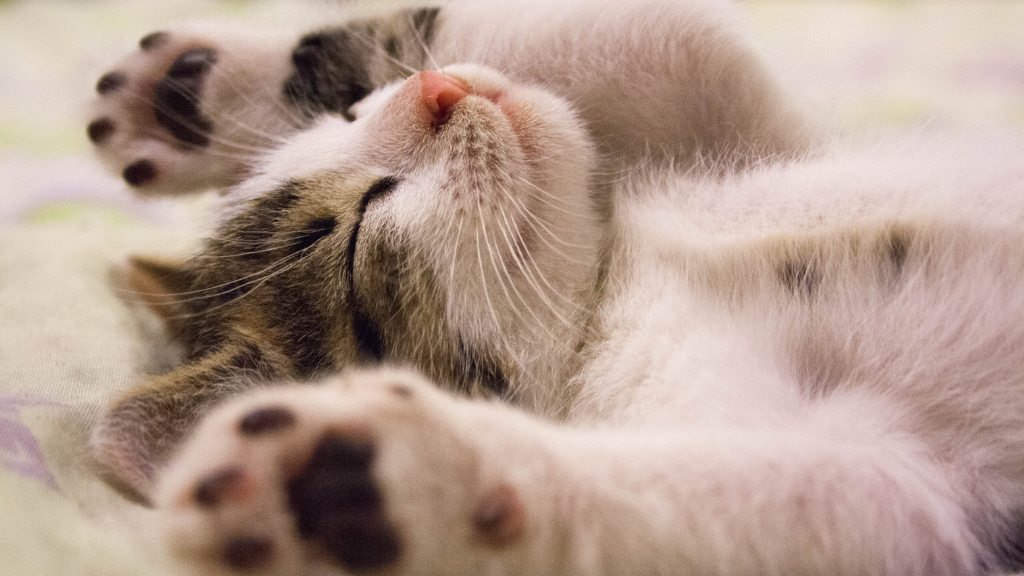 猫は夢を見る？眠る愛猫の“ピクピク”の理由と、毎日の観察から始めるお口の習慣ケア