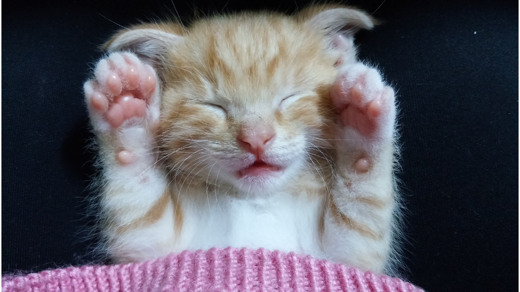 猫のぷにぷに肉球を保つ方法！乾燥・カサカサの原因と正しい保湿ケアを解説