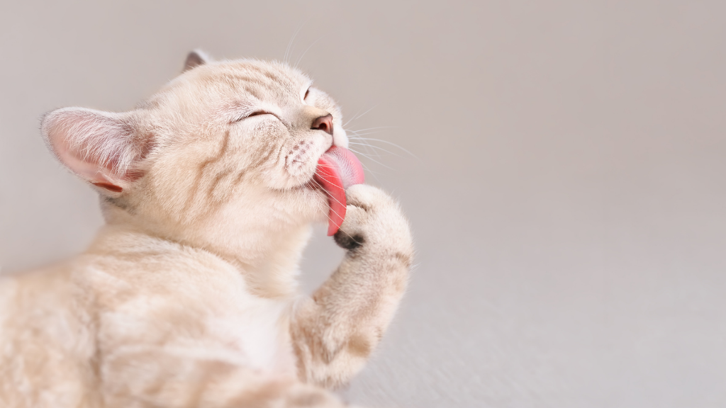 猫の舌がざらざらなのはなぜ？舌の秘密から考える猫のお口の健康とデンタルケア