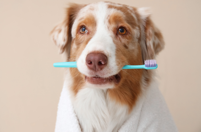 愛犬・愛猫の口腔ケアを、もっと身近に。いつものごはんに“削りたて”をプラスする、topet「お口のふりかけ」でつくる毎日のケア習慣