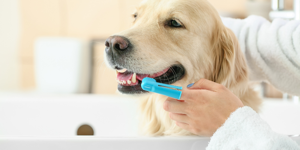 【犬の口臭・歯磨き対策】嫌がる愛犬でも続けられる！人気デンタルケア用品の徹底比較と選び方