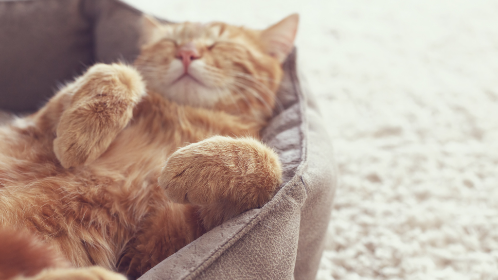 猫は夢を見る？眠る愛猫の“ピクピク”の理由と、毎日の観察から始めるお口の習慣ケア