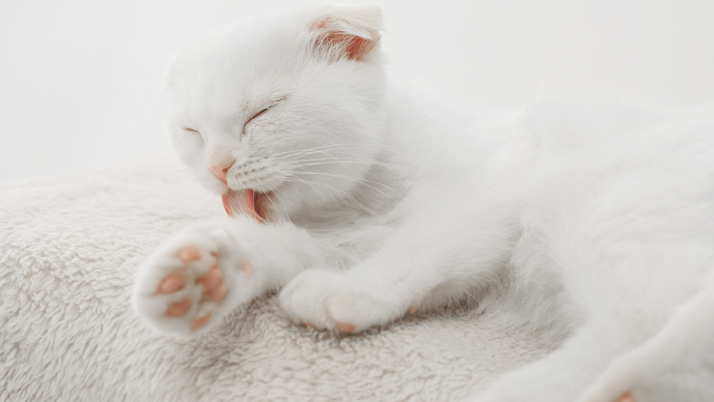 猫のぷにぷに肉球を保つ方法！乾燥・カサカサの原因と正しいお肌保湿ケアを解説
