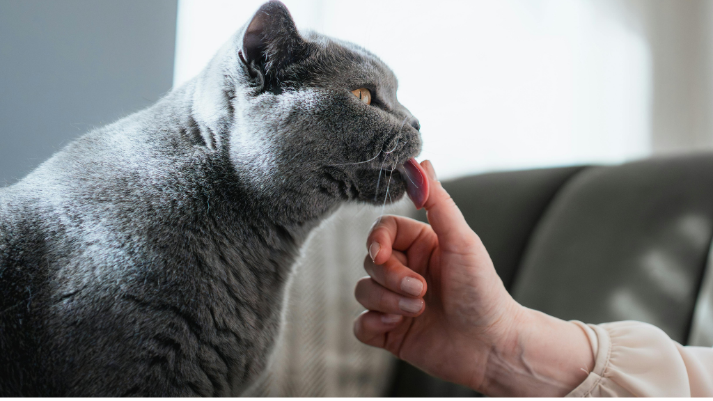 猫の舌がざらざらなのはなぜ？舌の秘密から考える猫のお口の健康とデンタルケア